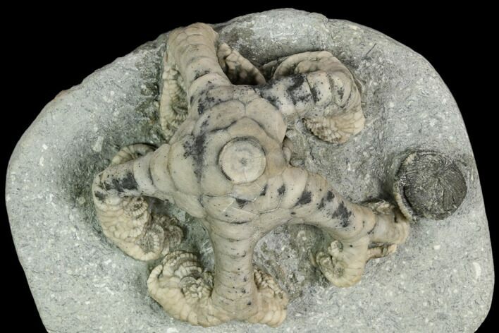 Two Fossil Crinoids (Onychocrinus & Camptocrinus) - Indiana #122982